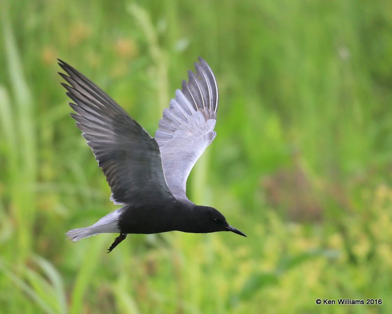 Black Tern, Tulsa Co, OK, 5-18-16, Jpa_55133.jpg