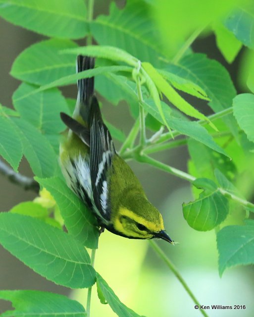 Black-throated Green Warbler male, Mohawk Park, Tulsa, OK, 5-7-16, Jpa_52872.jpg