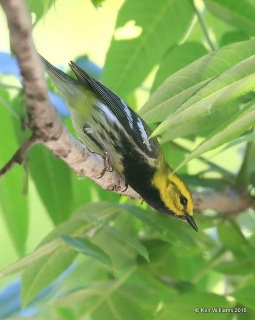 Black-throated Green Warbler male, Mohawk Park, Tulsa, OK, 5-7-16, Jpa_52896.jpg