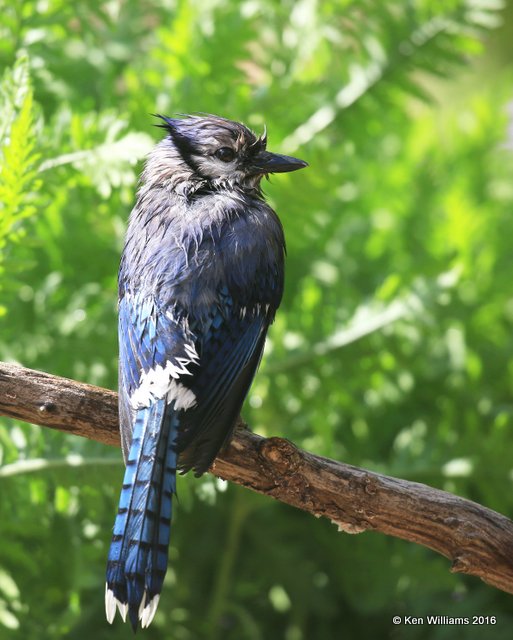 Blue Jay, Rogers Co yard, OK, 4-27-16, Jpa_50559.jpg