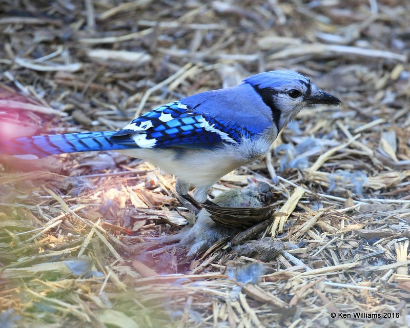 Blue Jay, Rogers Co yard, OK, 5-2-16, Jpa_52323.jpg