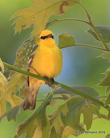 Blue-wnged Warbler, Nickel Preserve, Cherokee Co, OK,  5-4-16, Jpa_52314.jpg