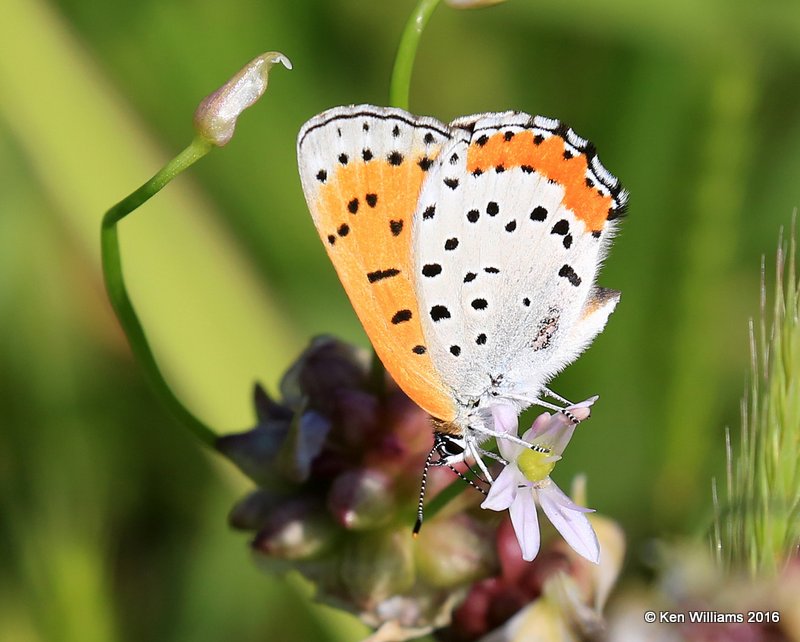 Bronze Copper, Tulsa Co, OK, 4-30-16, Jpa_51632.jpg