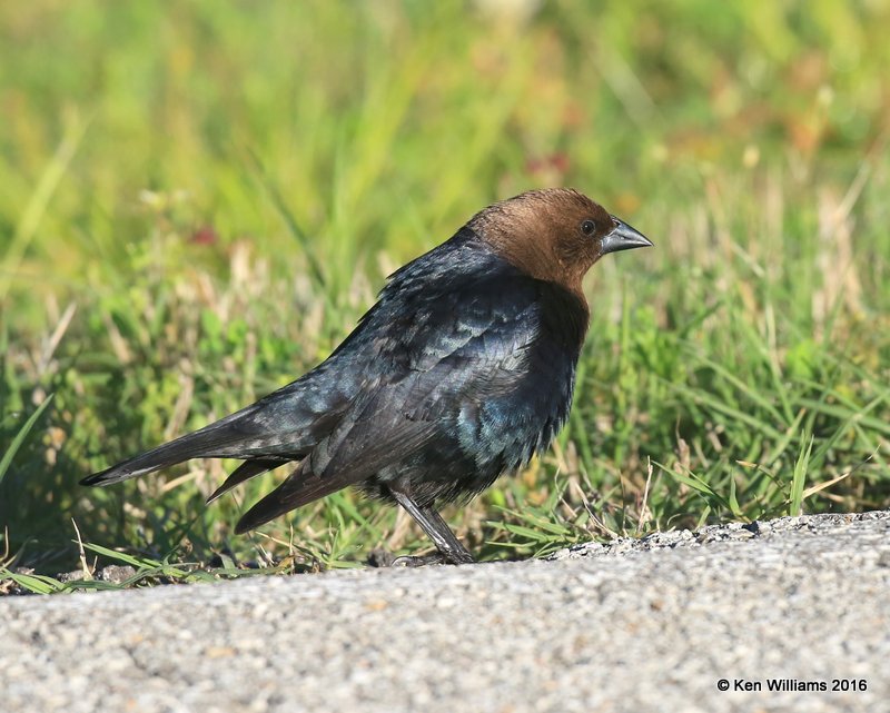 Brown-headed Cowbird male, Mohawk Park, Tulsa, OK, 5-5-16, Jp_52504.jpg