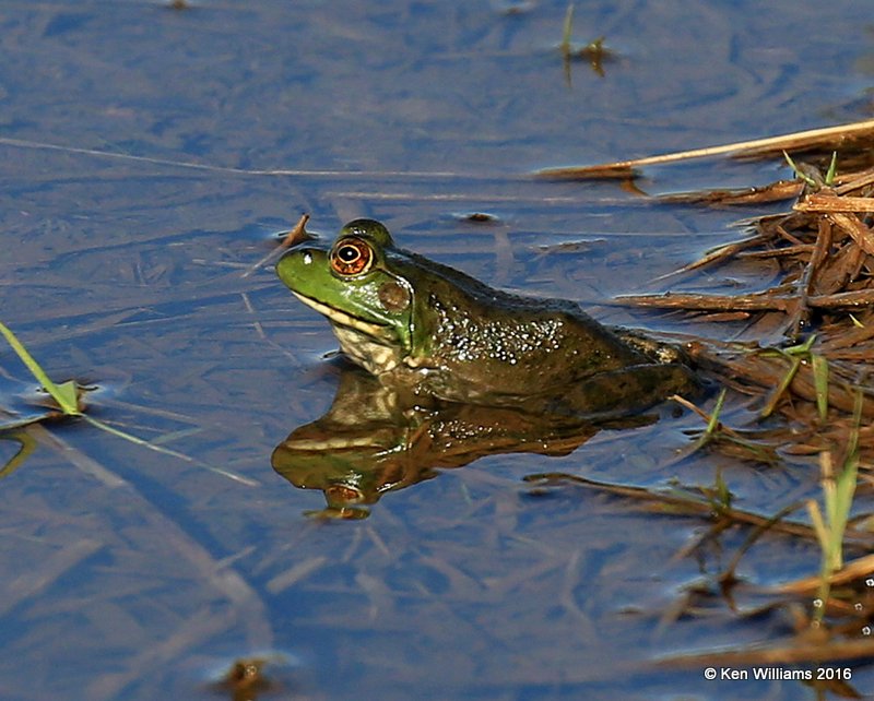 American Bullfrog, Tulsa Co, OK, 4-28-16, Jpa_50929.jpg