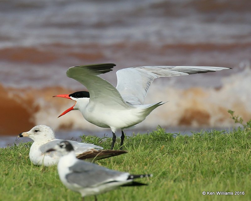 Caspian Tern, Lake Hefner, OK, 5-25-16, Jpa_55912.jpg