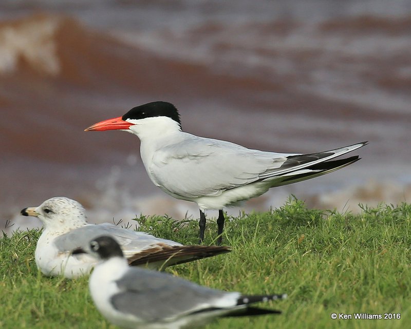 Caspian Tern, Lake Hefner, OK, 5-25-16, Jpa_55918.jpg