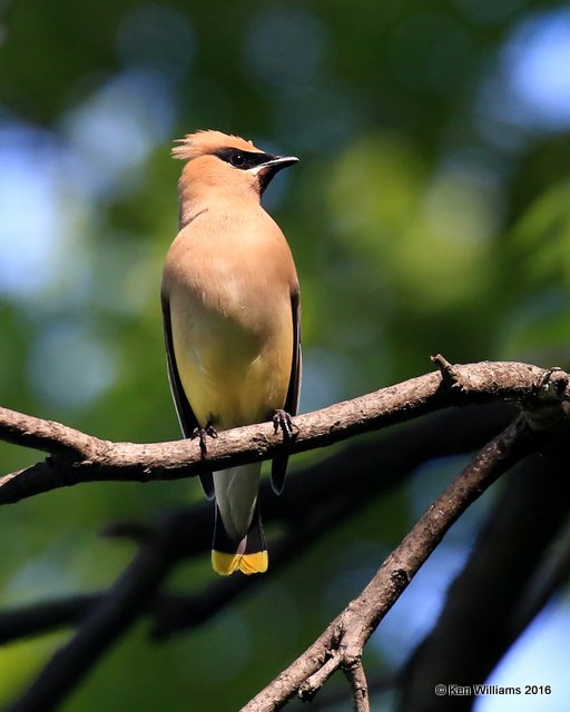 Cedar Waxwing, Mohawk Park, Tulsa, OK, 5-3-16, Jpa_52091.jpg