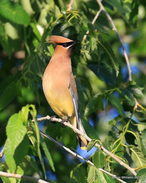 Cedar Waxwing, Mohawk Park, Tulsa, OK, 5-5-16, Jp_52450.jpg