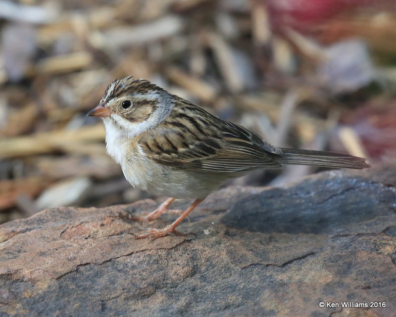 Clay-colored Sparrow, Rogers Co yard, OK, 5-6-16, Jpa_52740.jpg