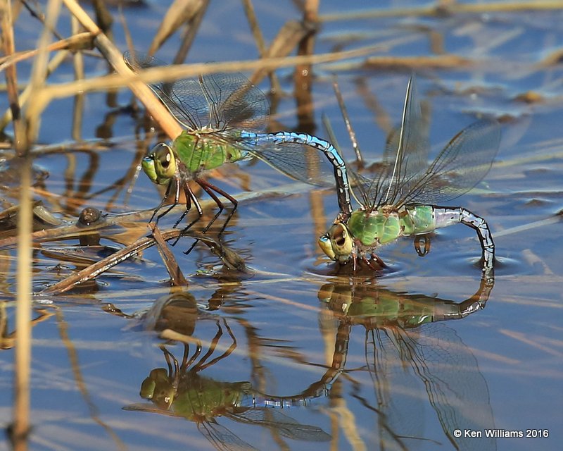 Common Green Darner pair, Tulsa Co, OK, 4-30-16, Jpa_51514.jpg