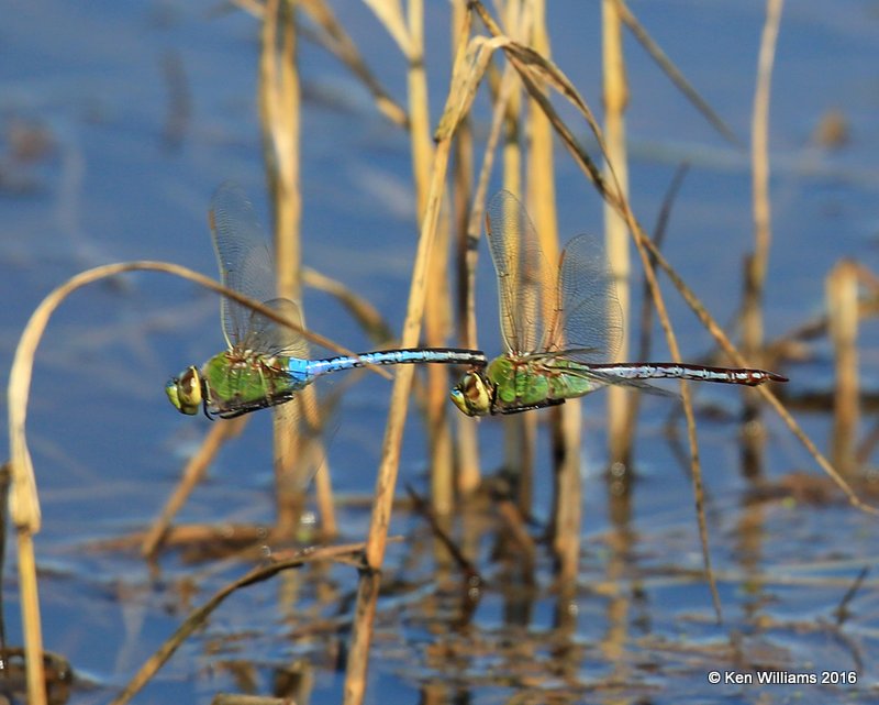 Common Green Darner pair, Tulsa Co, OK, 4-30-16, Jpa_51517.jpg