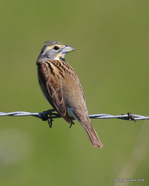 Dickcissel adult male, Nowata Co, OK, 5-5-16, Jp_52737.jpg