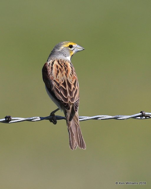 Dickcissel, Nowata Co, OK, 5-5-16, Jpa_52660.jpg