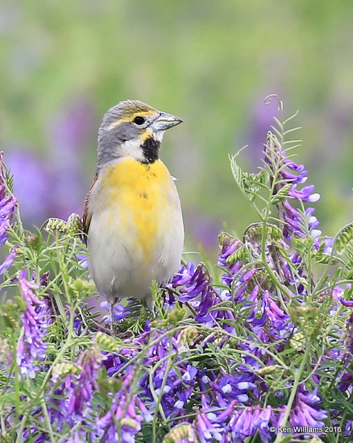 Dickcissel, Sequoyah NWR, OK, 5-19-16, Jpa_16572.jpg