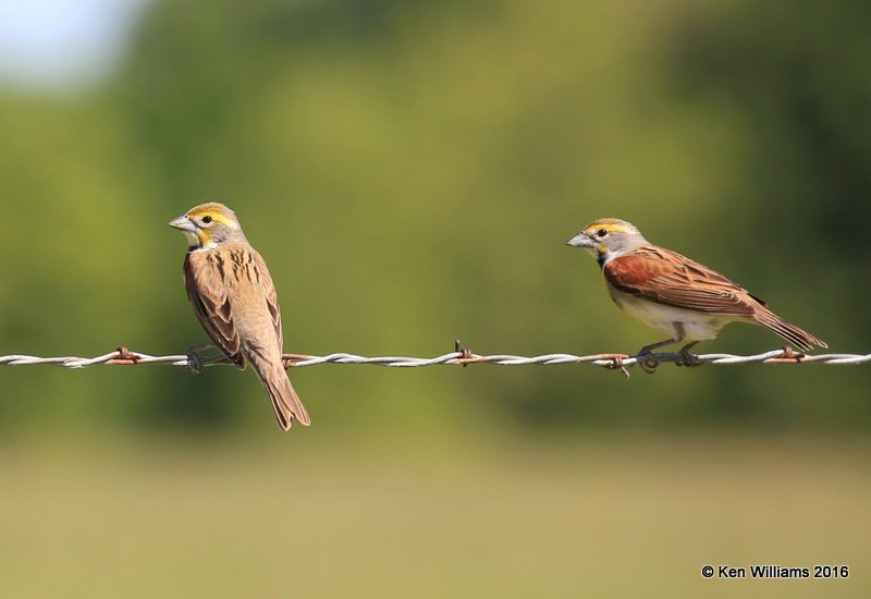 Dickcissels males, Nowata Co, OK, 5-5-16, Jpa_52709.jpg