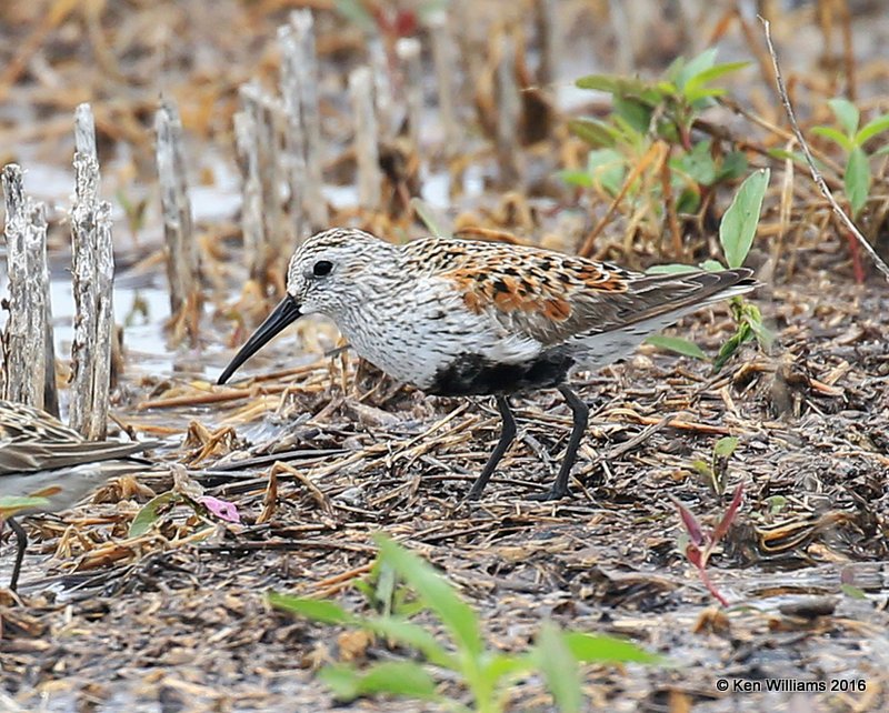 Dunlin breeding plumage, Tulsa Co, OK, 5-25-16, Jpa_56307.jpg