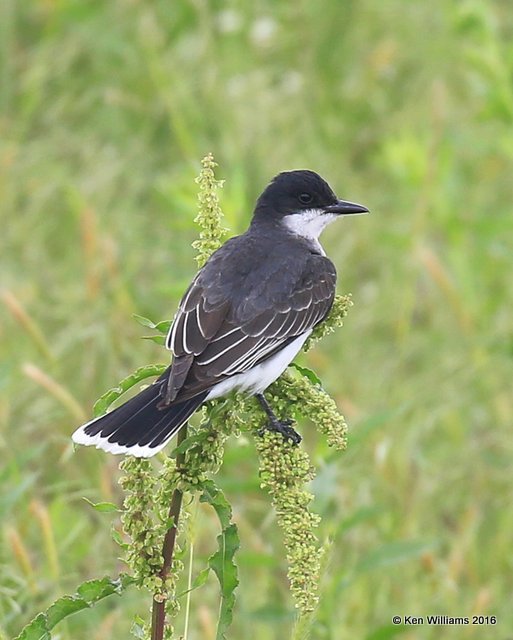 Eastern Kingbird Tulsa Co, OK, 5-18-16, Jpa_54948.jpg