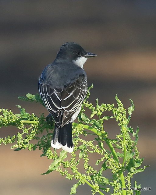 Eastern Kingbird, Tulsa Co, OK, 4-28-16, Jpa_50751.jpg