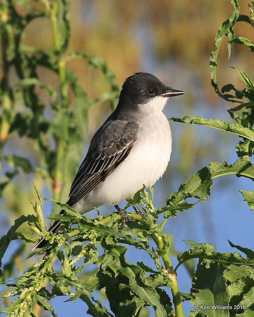 Eastern Kingbird, Tulsa Co, OK, 4-28-16, Jpa_50762.jpg