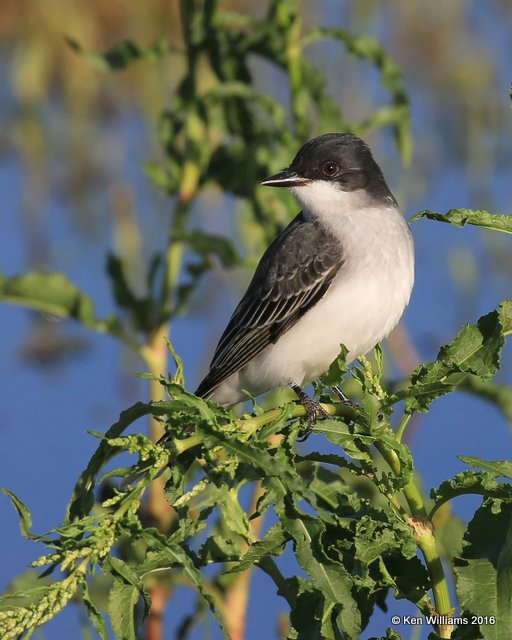 Eastern Kingbird, Tulsa Co, OK, 4-28-16, Jpa_50770.jpg