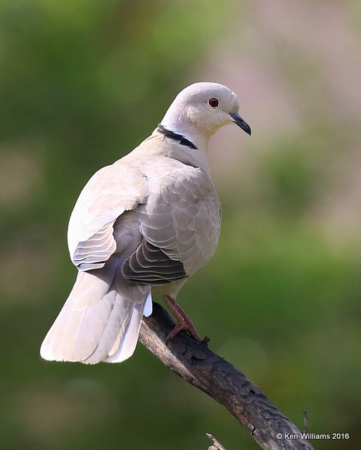 Eurasian Collared Dove, Rogers Co yard, OK, 4-27-16, Jpa_50569.jpg