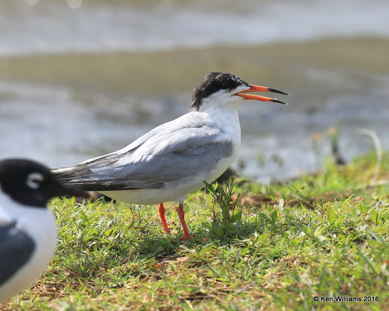 Forster's Tern adult breeding plumage, Lake Hefner, OK, 5-25-16, Jpa_56088.jpg