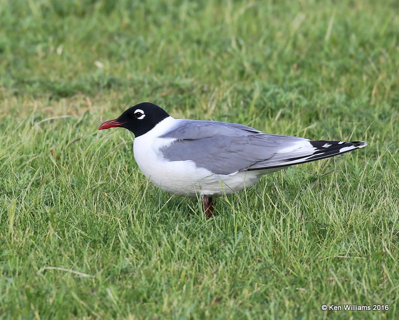 Franklin's Gull adult alternate plumage, Lake Hefner, OK, 5-25-16, Jpa_55944.jpg