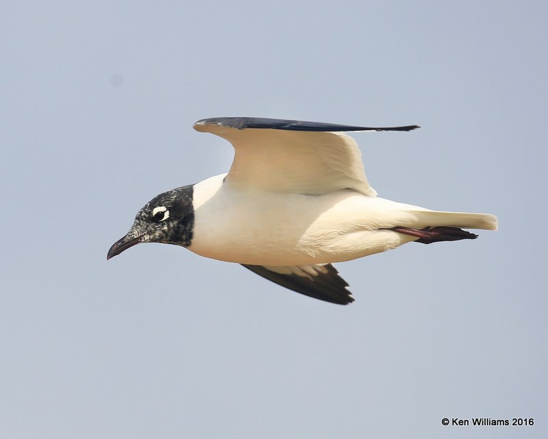 Franklin's Gull adult molting into alternate plumage, Lake Hefner, OK, 5-25-16, Jpa_55989.jpg