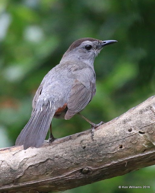 Gray Catbird, Rogers Co yard, OK, 05_21_2016_Jpa_55767.jpg