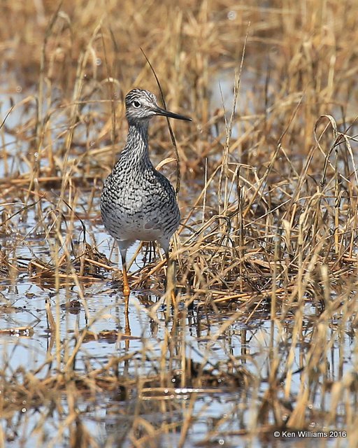 Greater Yellowlegs, Tulsa Co, OK, 4-28-16, Jpa_51240.jpg