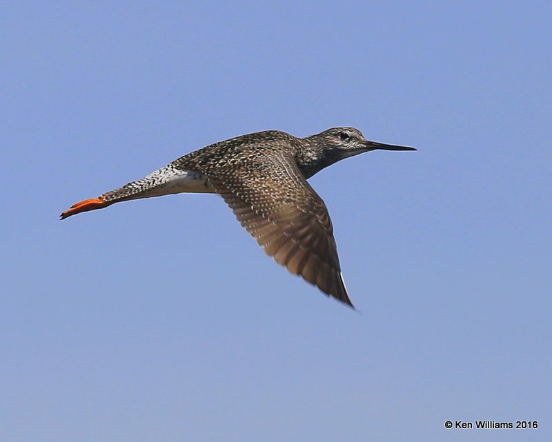 Greater Yellowlegs, Tulsa Co, OK, 4-28-16, Jpa_51256.jpg