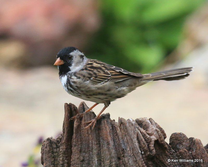 Harris's Sparrow breeding plumage, Rogers Co yard, OK, 4-29-16, Jpa_51384.jpg