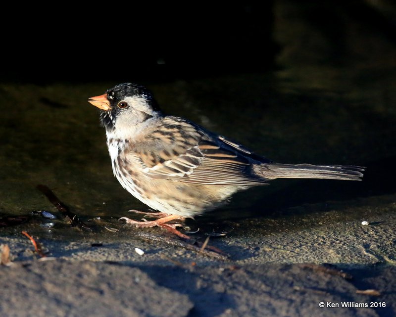 Harris's Sparrow breeding plumage, Rogers Co yard, OK, 5-3-16, Jpa_51921.jpg