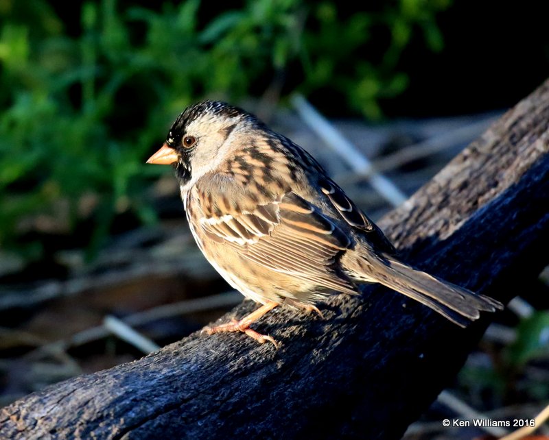 Harris's Sparrow breeding plumage, Rogers Co yard, OK, 5-3-16, Jpa_51927.jpg
