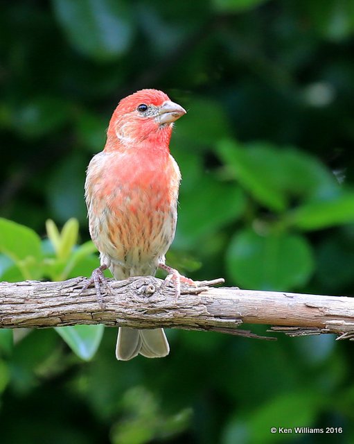 House Finch male, Rogers Co yard, OK, 05_21_2016_Jpa_55744.jpg