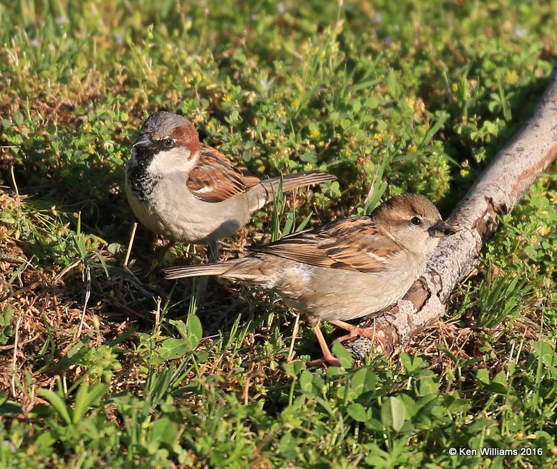 House Sparrow pair, Tulsa Co, OK, 4-28-16, Jpa_50582.jpg