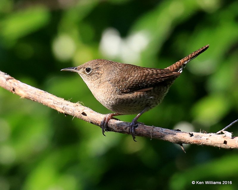 House Wren