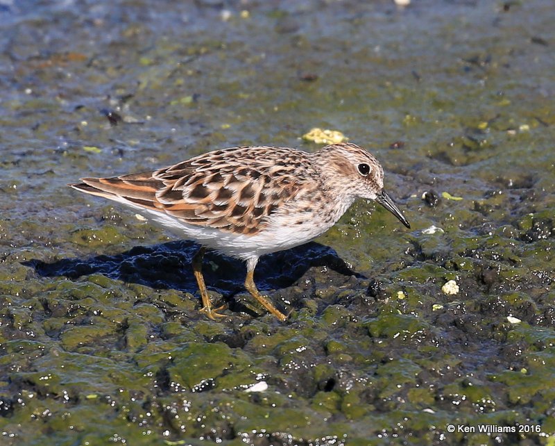 Least Sandpiper breeding plumage, Tulsa Co, OK, 5-5-16, Jp_52600.jpg