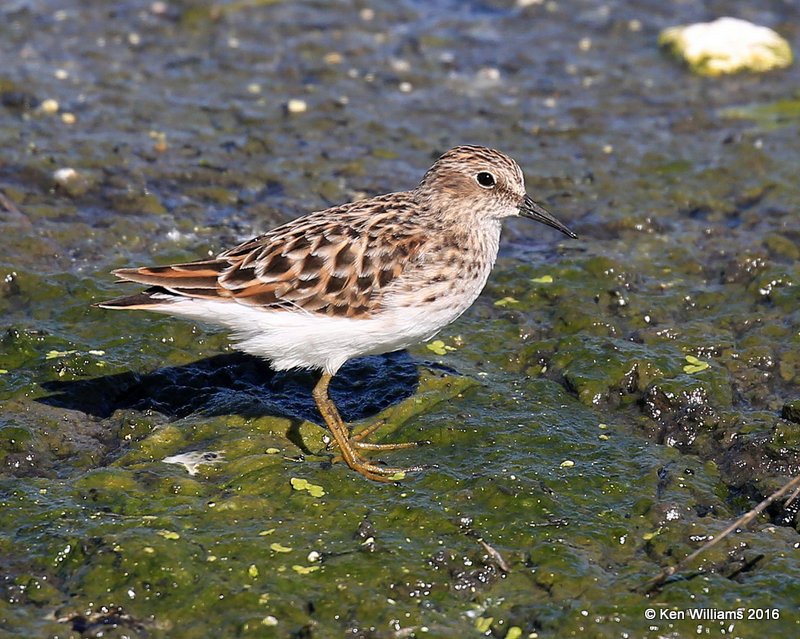 Least Sandpiper breeding plumage, Tulsa Co, OK, 5-5-16, Jpa_52595.jpg