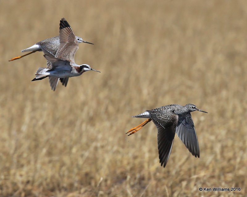 Lesser Yellowlegs & Wilson's Phalarope female, Tulsa Co, OK, 4-28-16, Jpa_51208.jpg