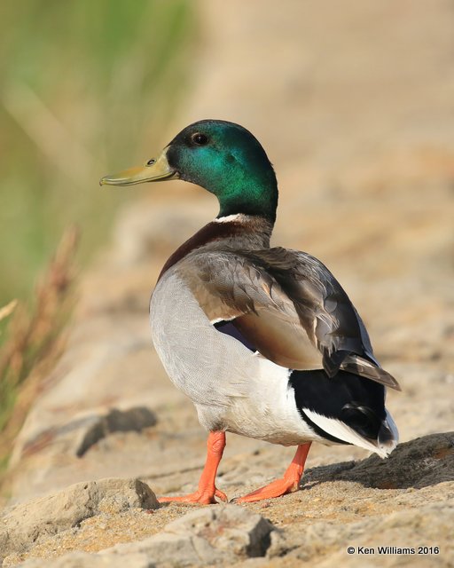 Mallard drake domestic, Lake Hefner, OK, 5-25-16, Jpa_55880.jpg