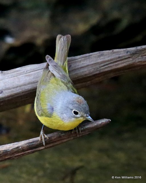 Nashville Warbler, Rogers Co yard, OK, 5-2-16, Jpa_51815.jpg