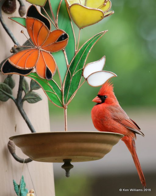 Northern Cardinal male, Rogers Co, OK, 4-18-16, Jpa_50038.jpg