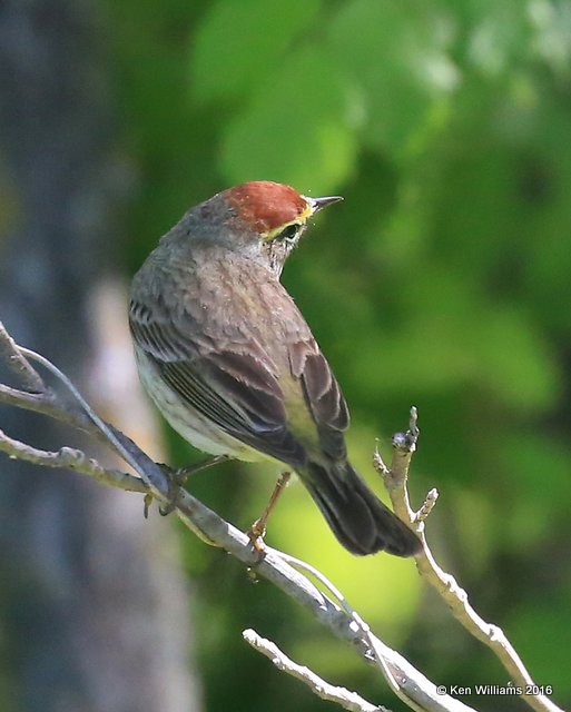 Palm Warbler, Mohawk Park, Tulsa, OK, 5-3-16, Jpa_52110.jpg