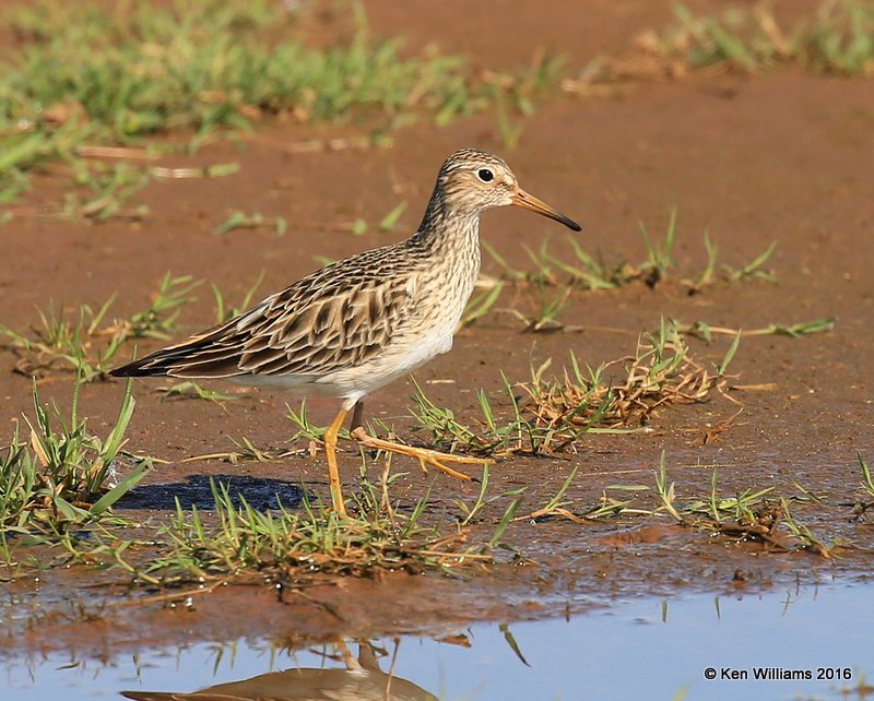 Pectoral Sandpiper, Tulsa Co, OK, 4-28-16, Jpa_50989.jpg