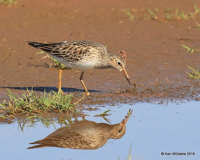 Pectoral Sandpiper, Tulsa Co, OK, 4-28-16, Jpa_50993.jpg