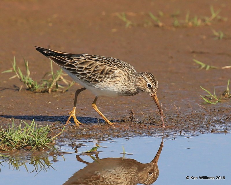 Pectoral Sandpiper, Tulsa Co, OK, 4-28-16, Jpa_50994.jpg