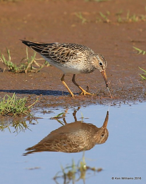 Pectoral Sandpiper, Tulsa Co, OK, 4-28-16, Jpa_50999.jpg