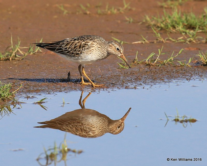 Pectoral Sandpiper, Tulsa Co, OK, 4-28-16, Jpa_51003.jpg